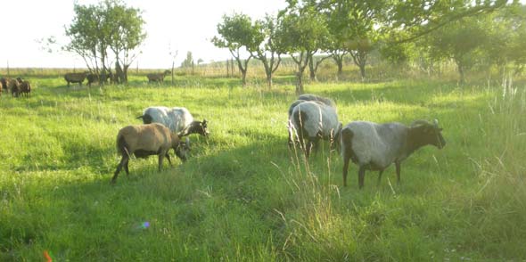 LandFrauen Schafherde