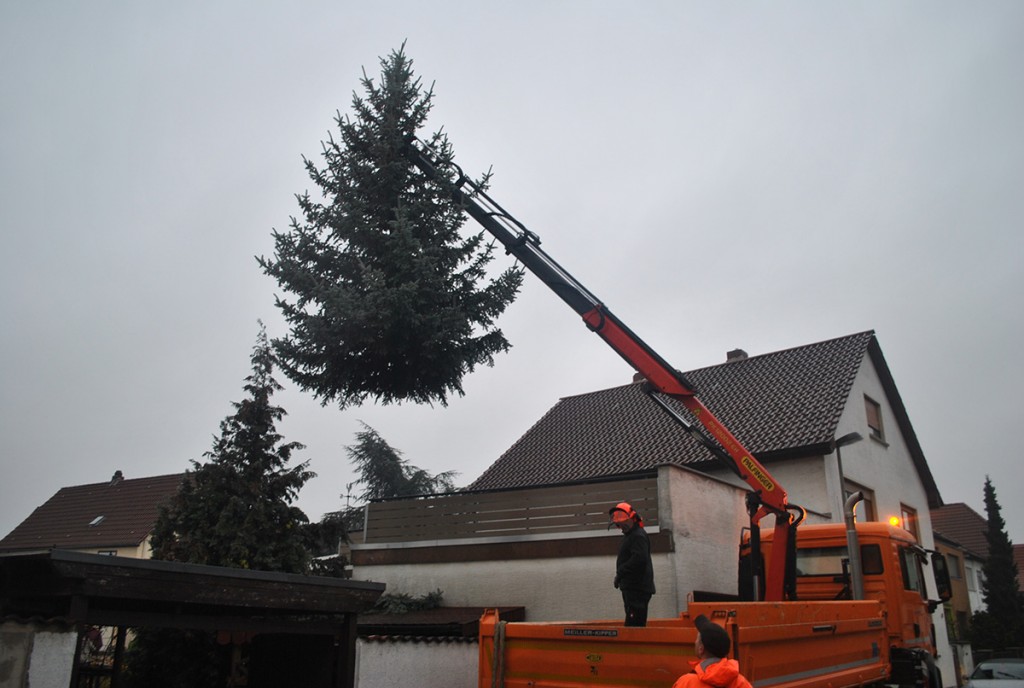 Hoch über den Dächern Lampertheims schwebte der Baum, der in den kommenden Wochen in der Domkirche zu bewundern sein und ein besonderes Weihnachtsgefühl verbreiten wird. Foto: Benjamin Kloos