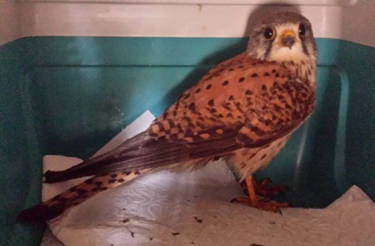 Dieser Turmfalke wurde am Samstag im Wohngebiet Rosenstock III angeschossen. Foto: oh